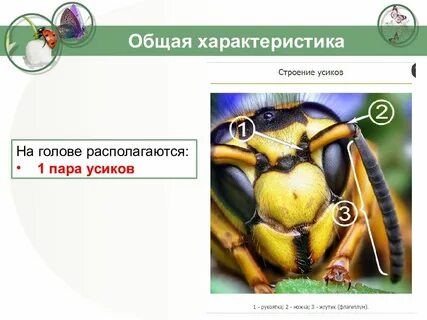 Одна пара усиков одна пара глаз