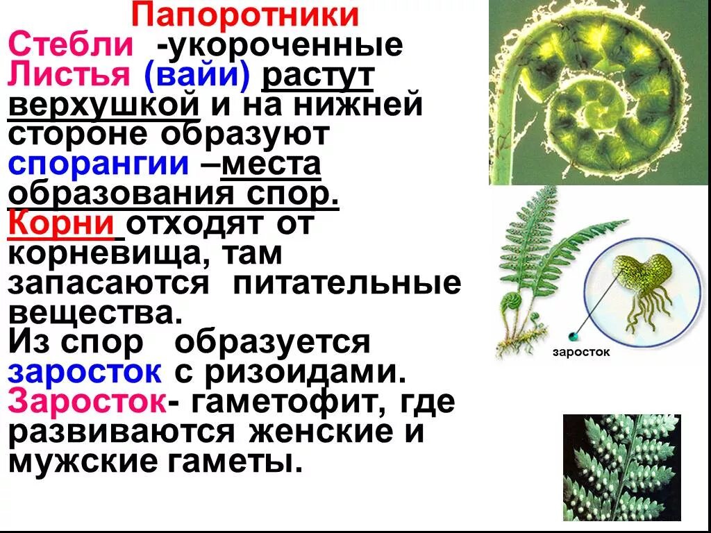 Отдел папоротников 7 класс. Особенности строения папоротников. Строение вайи папоротника. Характеристика папоротников. Функция гаметофита папоротников