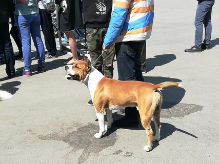 Выставка собак 6 октября симферополь