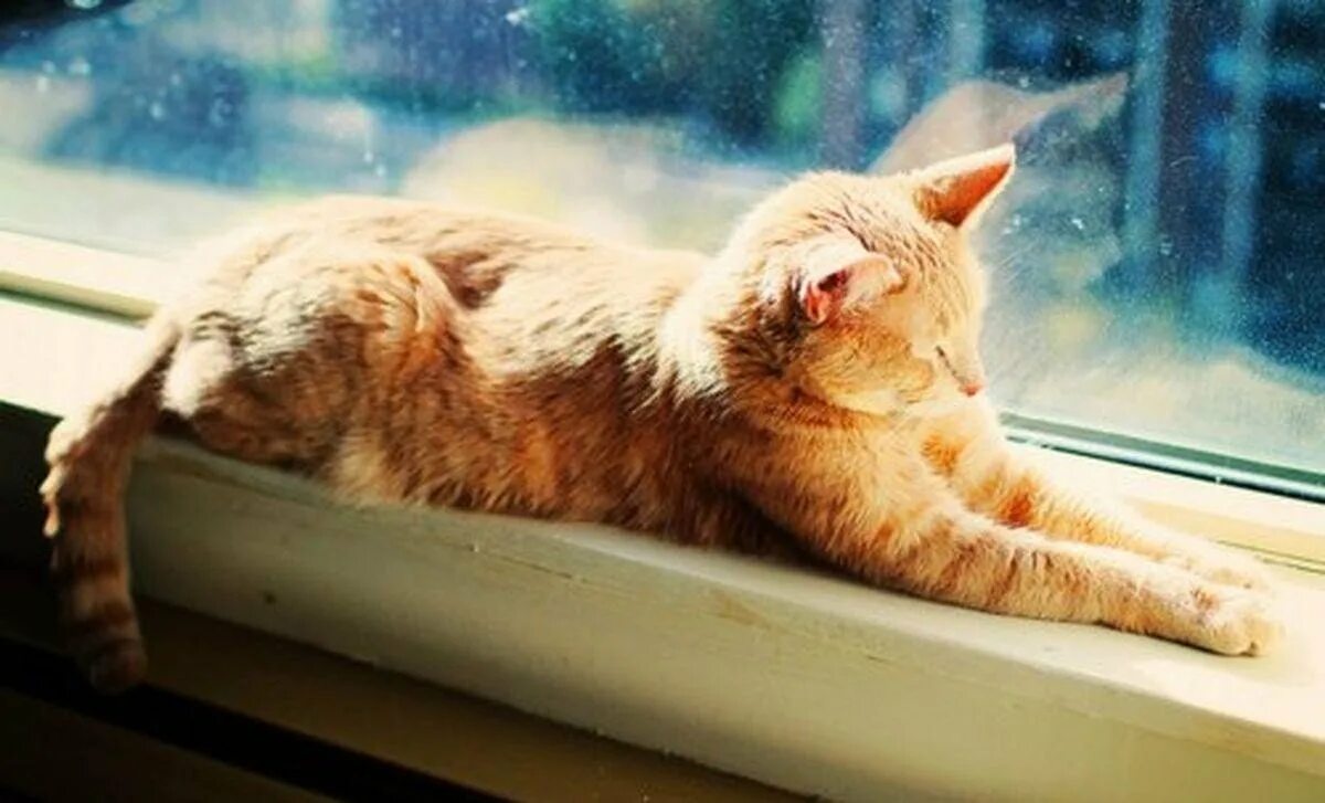 Улыбка девушка солнце. Котик греется на солнышке. Кот на солнце. Кот радуется солнышку. Котик на подоконнике.