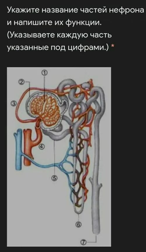 Строение нефрона Колесов. Название частей нефрона. Составные части нефрона. Строение нефрона. Установите соответствие между характеристикой и частью нефрона