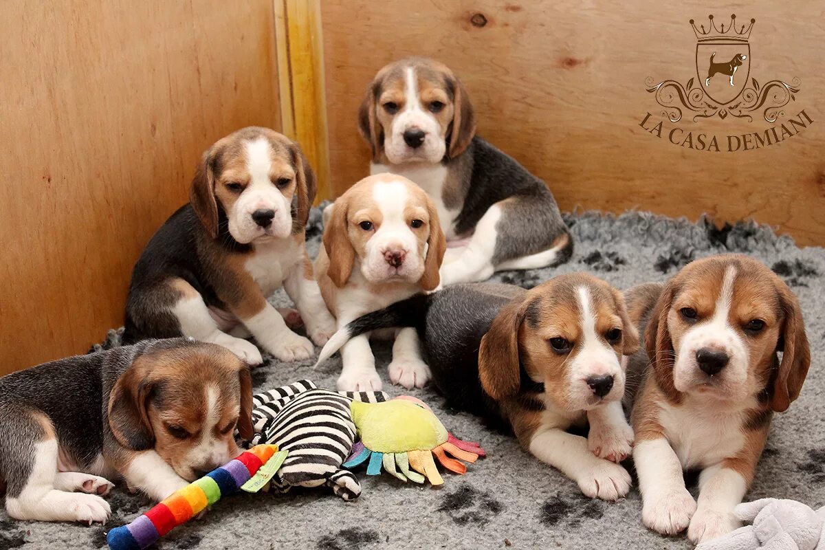 Новорожденный породы бигль щенки. Щенки бигля с двойняшками смесь. Сколько рождается щенков у бигли. Щенки бигля родившиеся. Много щенков бигля.