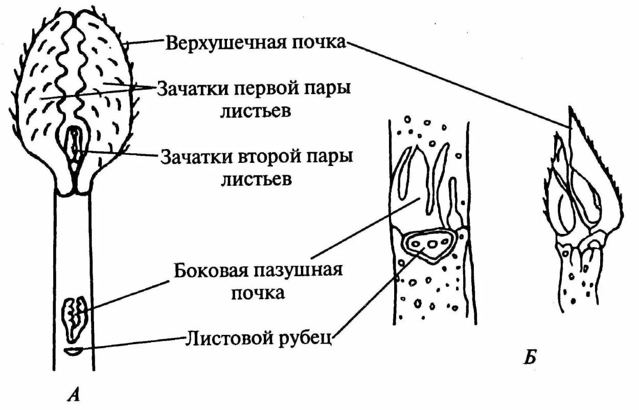 Строение почек каштана. Строение верхушечной почки. открытые почки у растений. верхушечная почка рисунок. верхушечные и боковые почки.