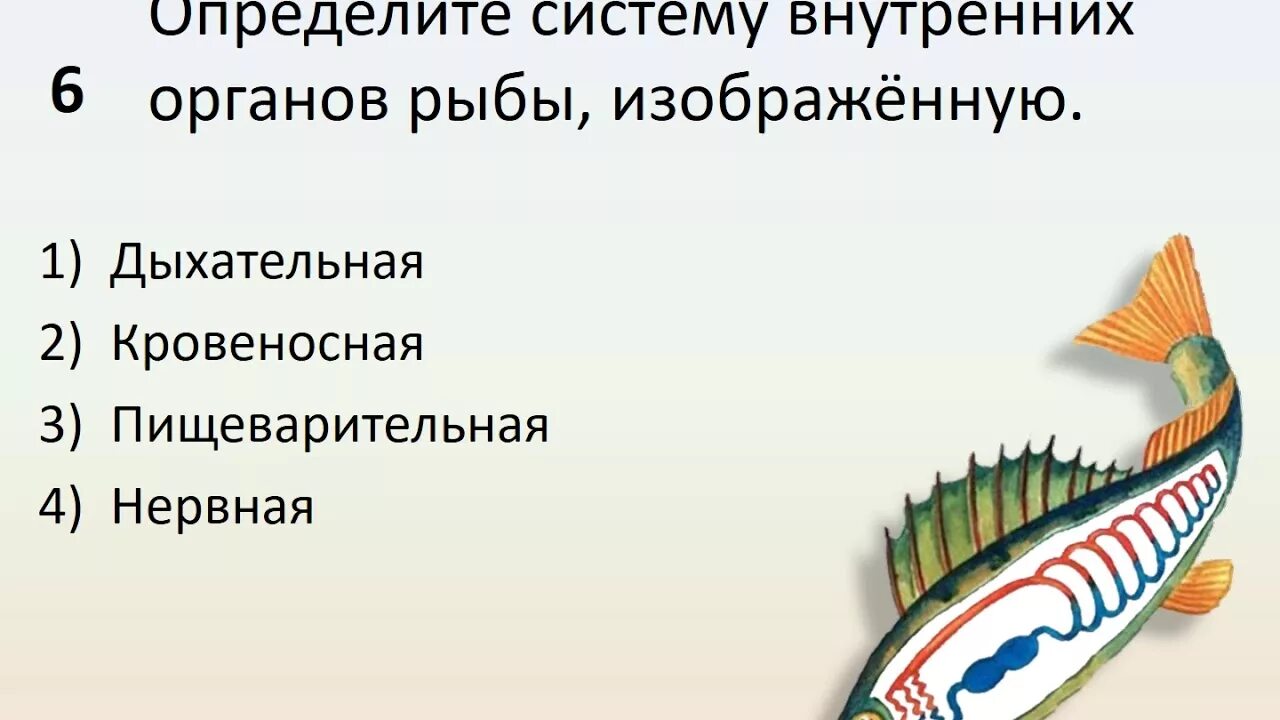 Системы органов животных. Системы органов животных 5 класс. Системы органов рыб. Картинки системы органов животных 5 класс. Ткани органы системы органов животных