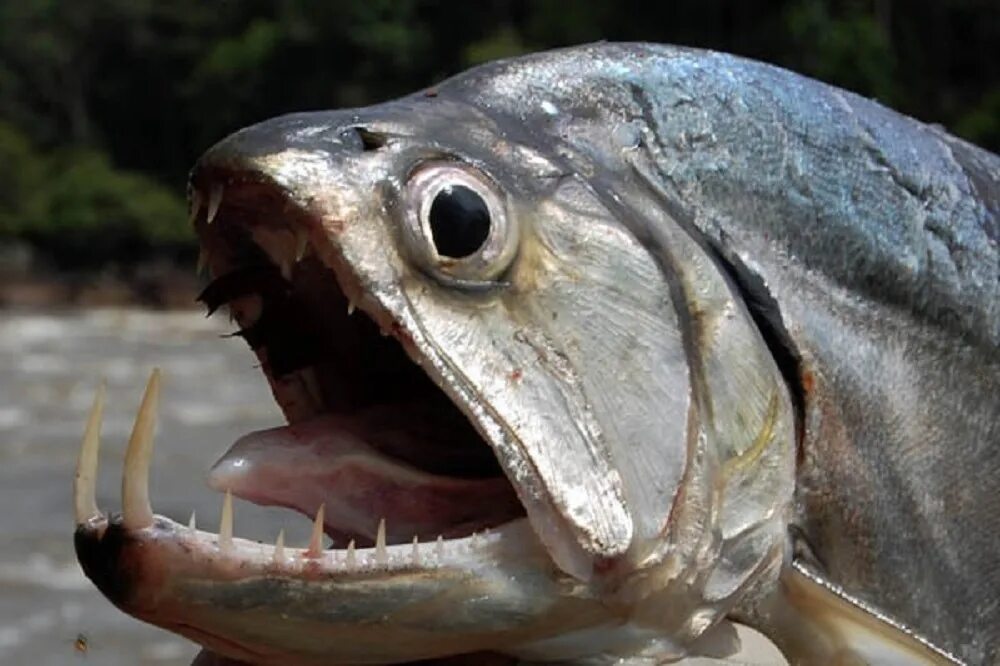 Scary fish