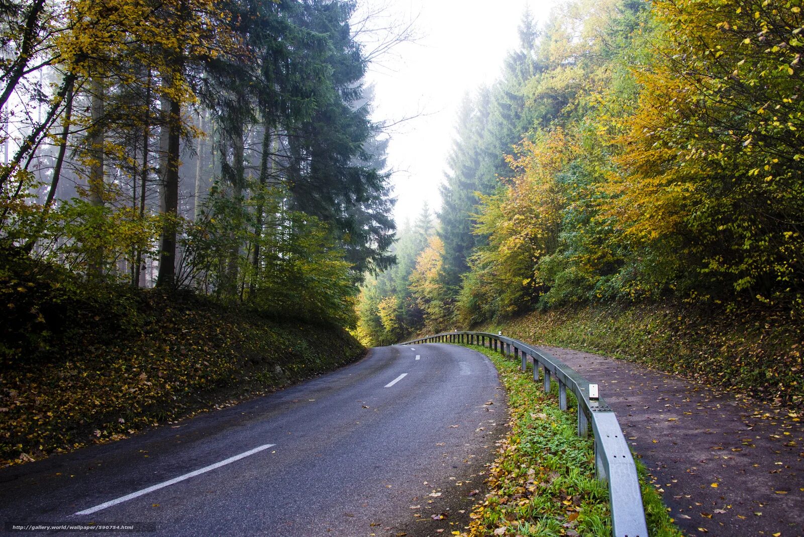 Дорога сосновый лес сбоку. Вдоль дороги через. Форкс дорога лес. Дорога через лес. Дорога в осень.