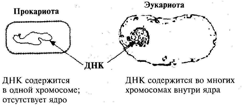 В клетках прокариот днк. Строение хромосом прокариотической и эукариотической клеток. Строение хромосомы прокариотической клетки. Отличие ДНК эукариотов от прокариотов. Строение хромосом прокариот и эукариот.