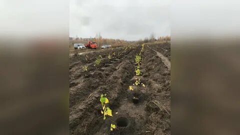 Воронежская область зеленый регион