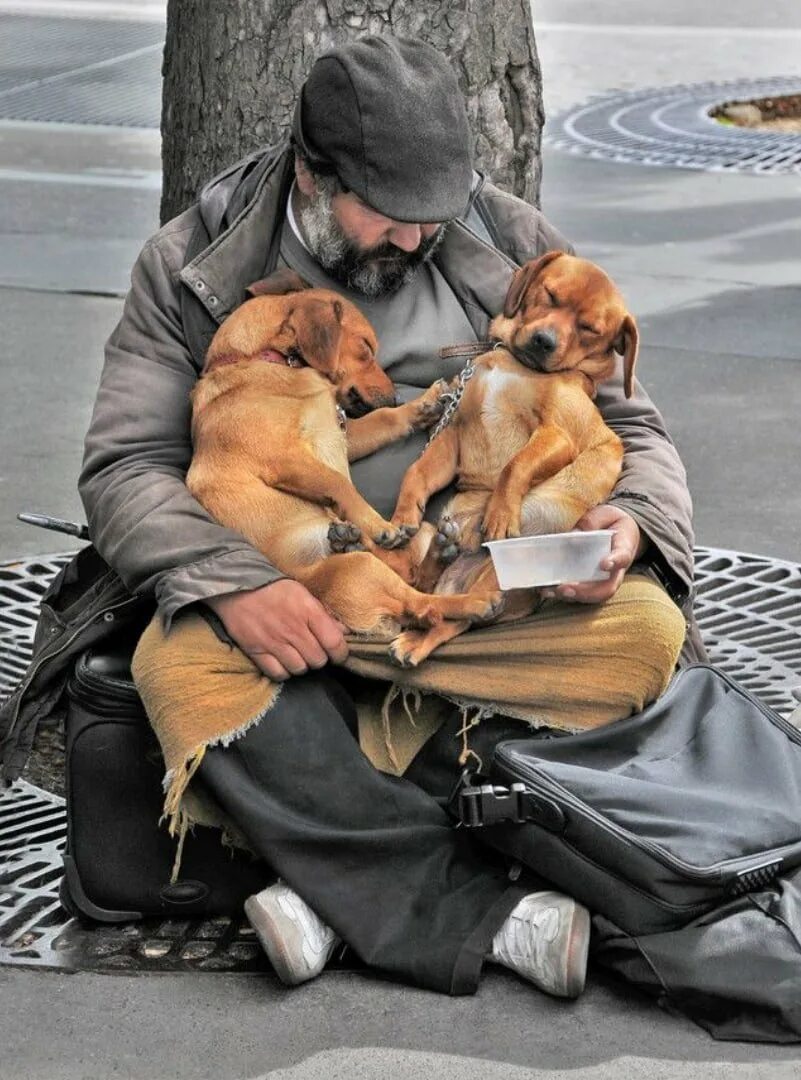 Дам собаку добрые. Бездомные животные. Бездомные животные и человек. Бездомные собаки. Человек с собакой.