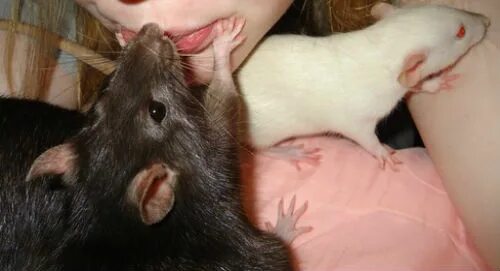 Укус крысы во сне. Укус крысы во сне. Укус крысы во сне. К чему снится снятся крысы. Укус крысы во сне.