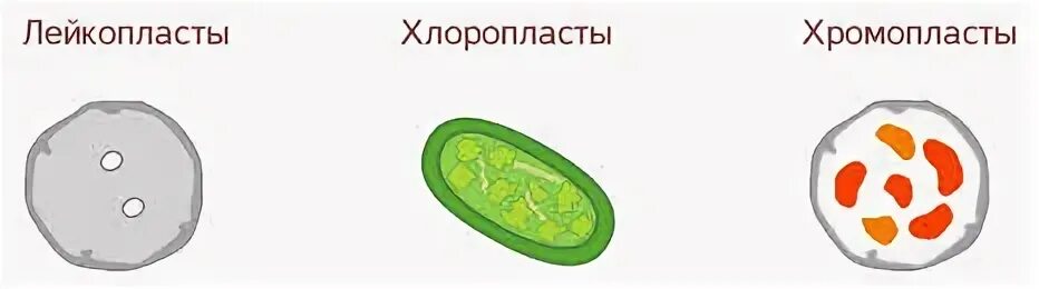Что такое лейкопласты