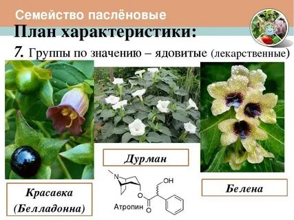 Характеристика пасленовый