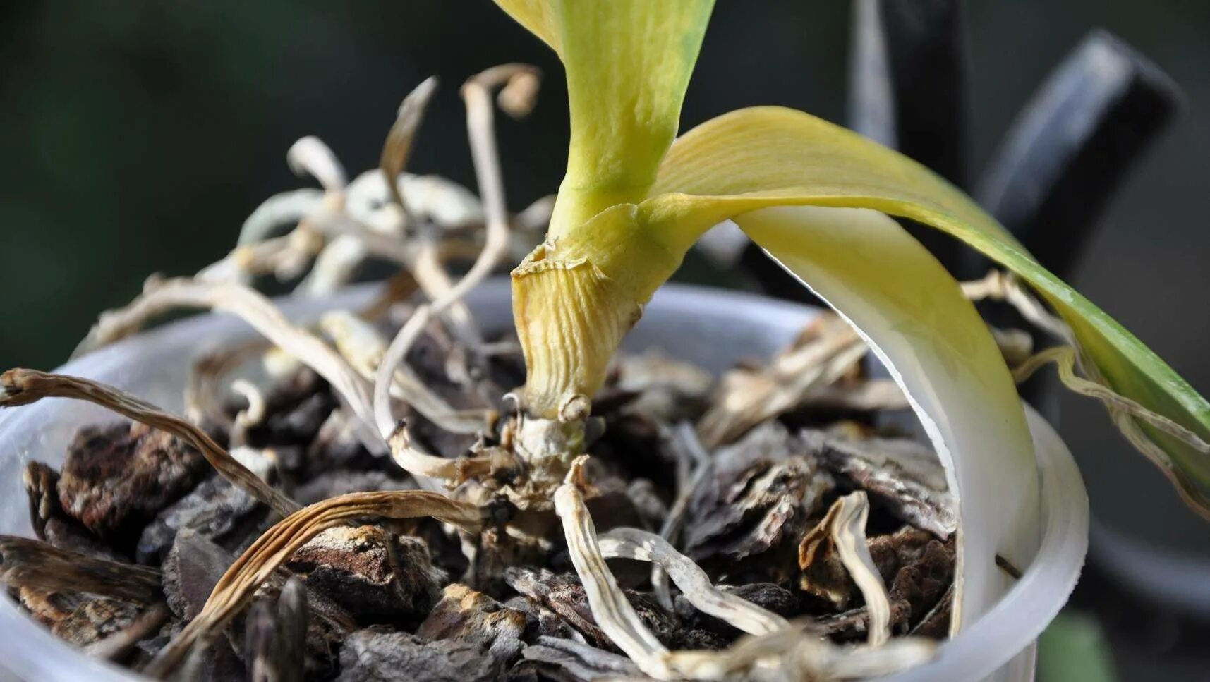 Гниль орхидей фаленопсис. Орхидея фаленопсис корни. Корневая гниль у орхидей. Корневая шейка орхидеи фаленопсис.