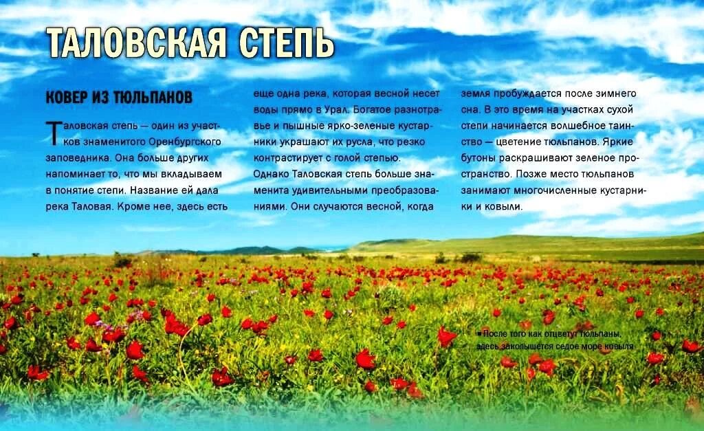 Степь 5 класс. Таловская степь заповедник. климат степи. таловская степь оренбургской области. степи 5 класс.