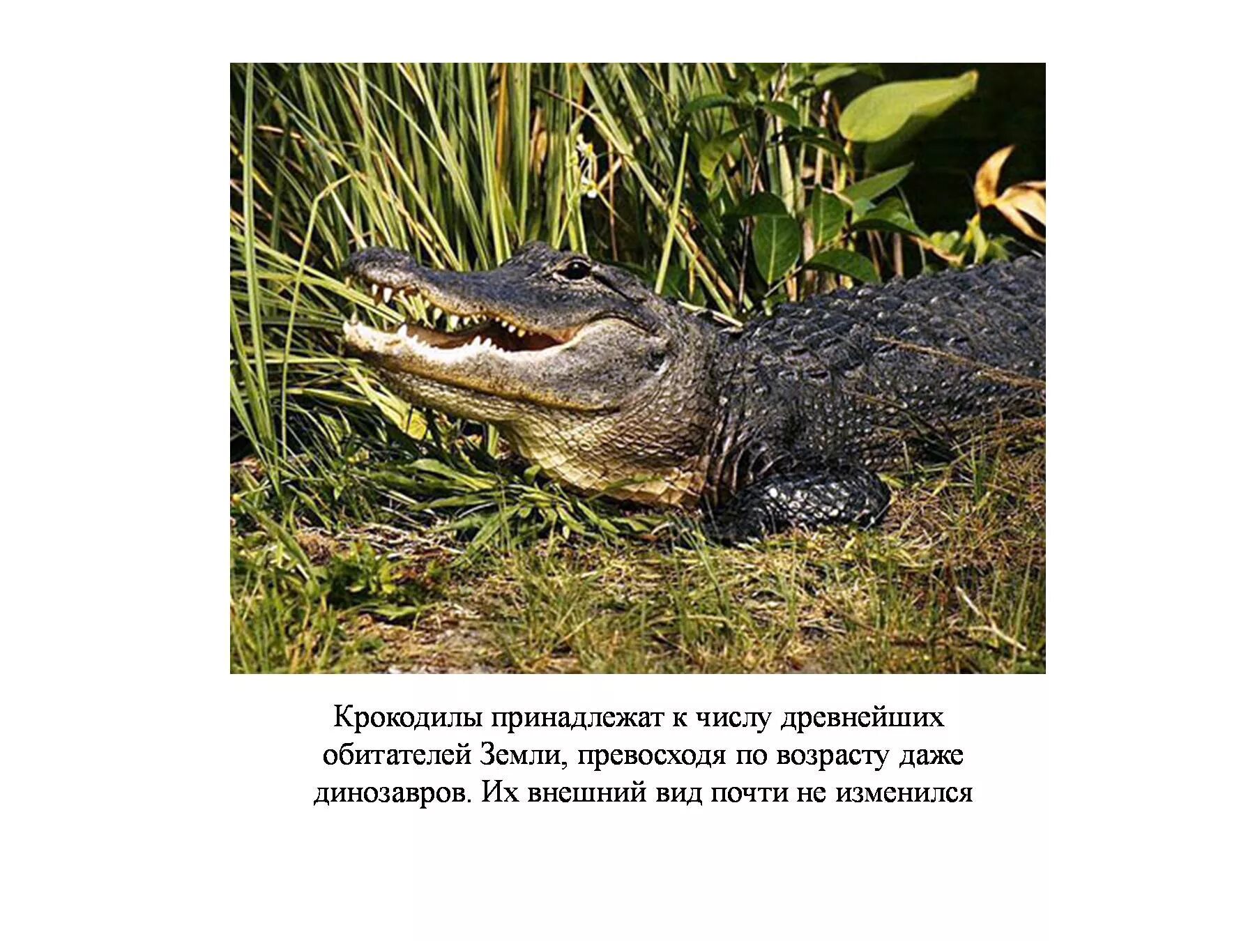 Рептилии красной книги. Доклад про крокодила. Крокодил информация для детей. Крокодил презентация для дошкольников. Интересные факты о крокодилах для детей.