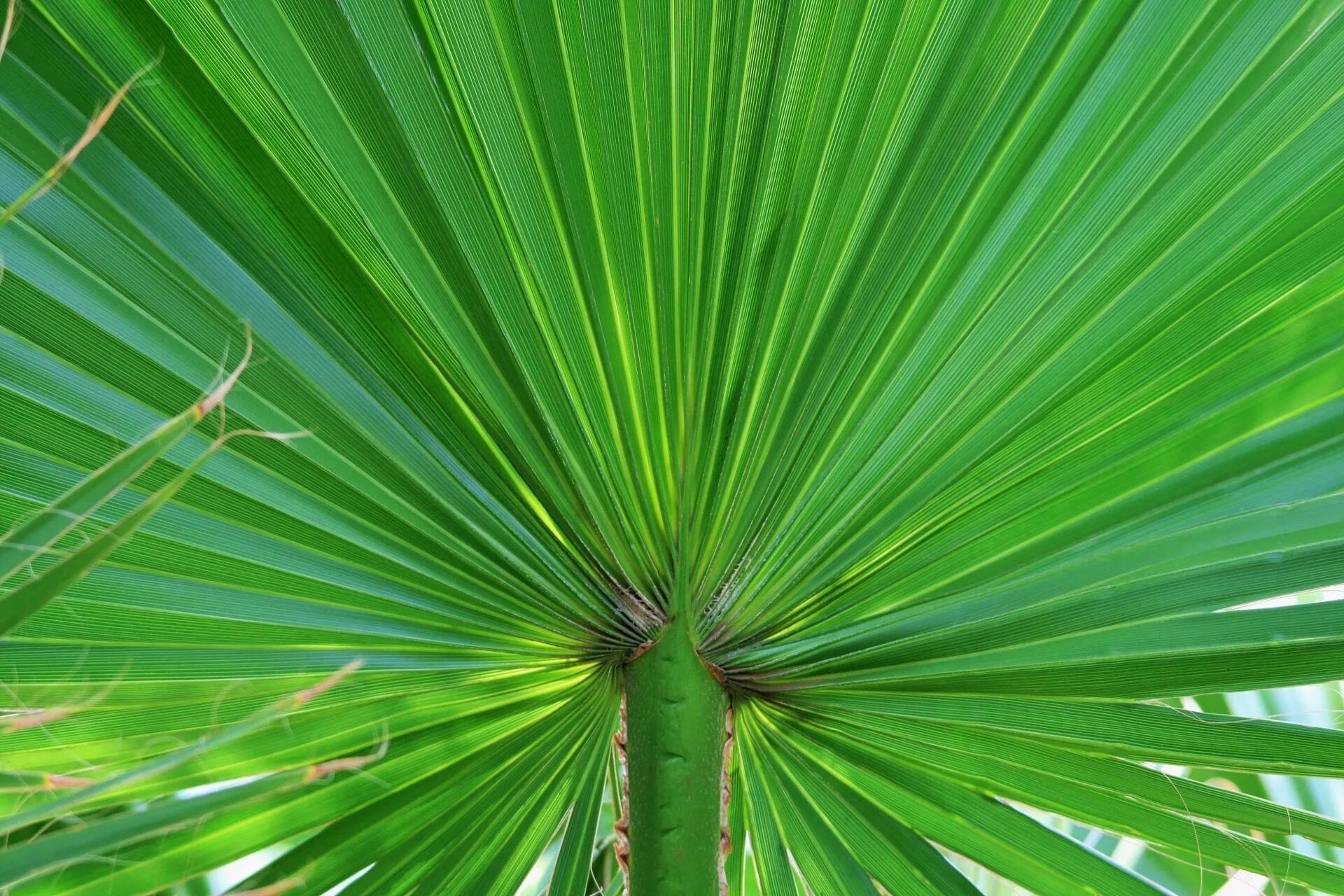 Пальма. Лист пальмы. Тропическая листва. Цветок зеленый Пальма.