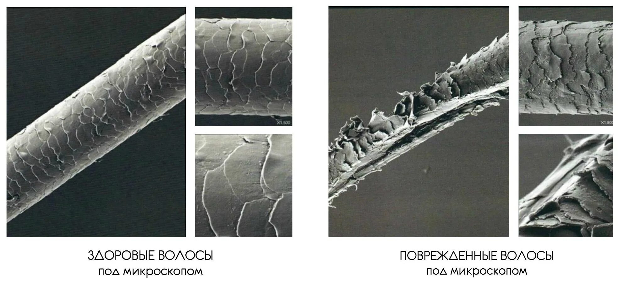 Поврежденный волос под микроскопом. Обесцвеченный волос под микроскопом. Здоровый и обесцвеченный волос под микроскопом. Поврежденная структура волос.