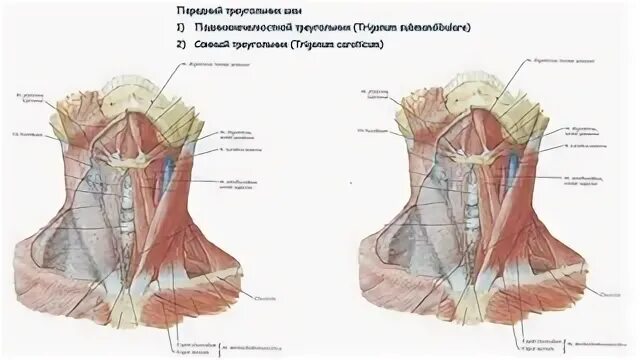 Какое анатомическое образование является дном trigonum lumbale