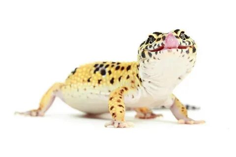 Кричащий эублефар