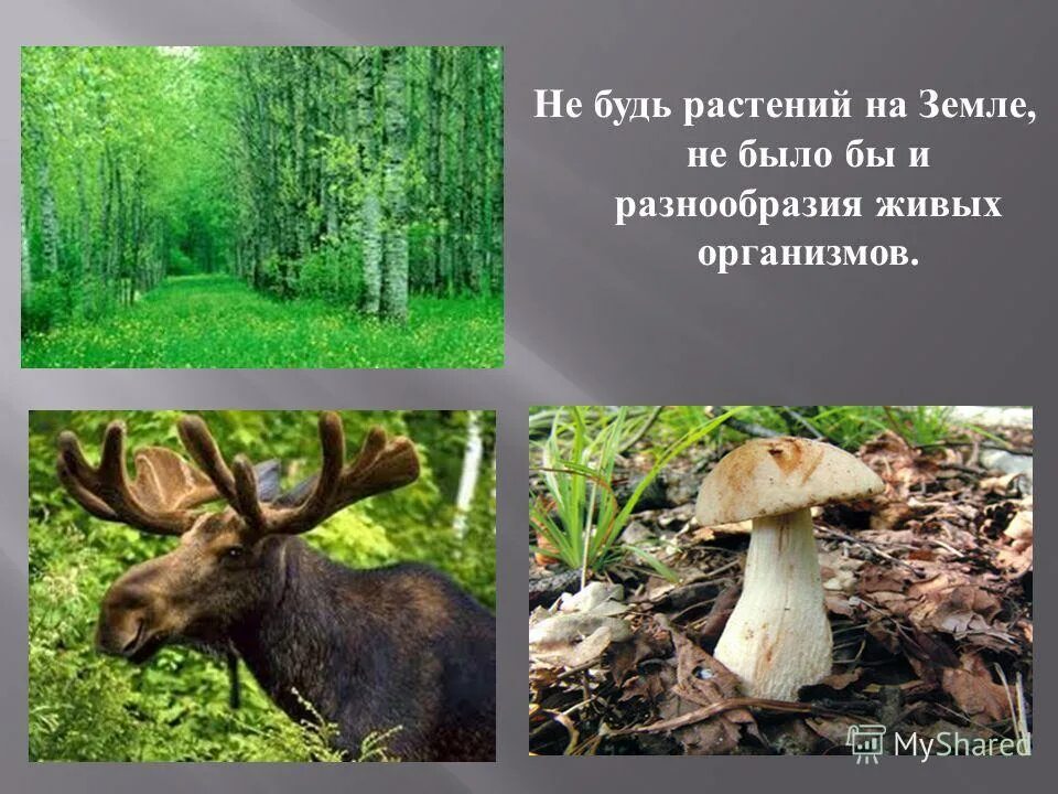 Животный мир планеты. Братья наши меньшие. Роль растений и животных в жизни человека. Динотопия тираннозавр. Если бы на земле не было растений.