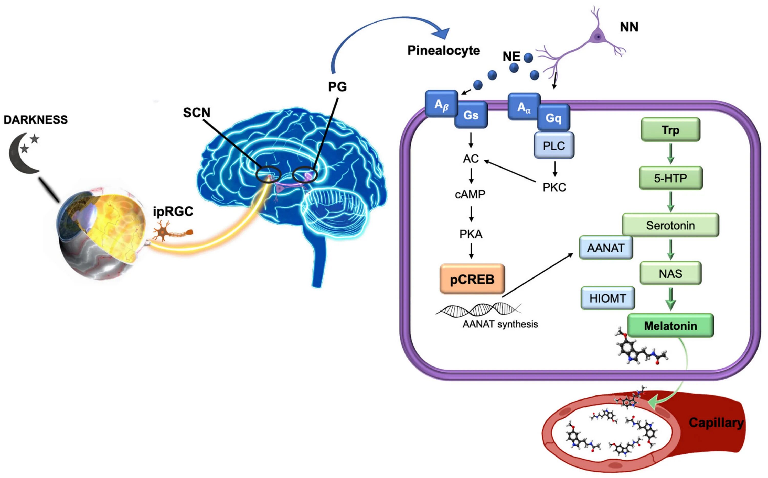 Synthesis advanced