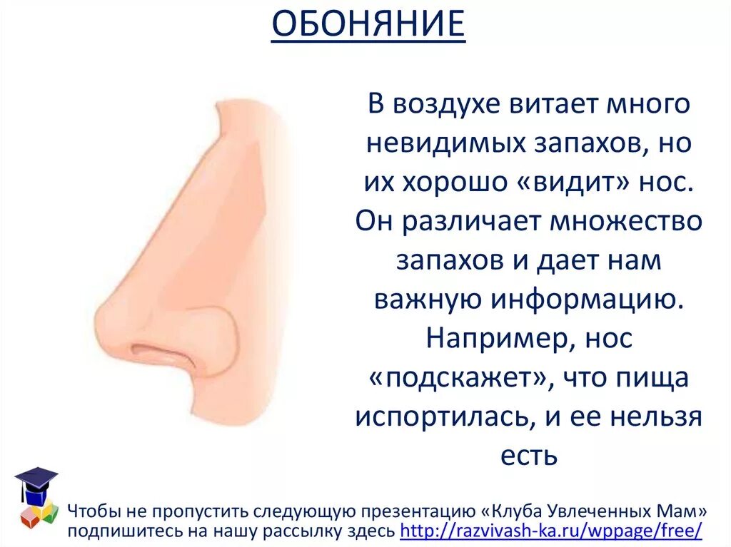 Через сколько появляется отзыв. Обоняние. Нос обоняние. Доклад про нос. Нос орган обоняния.