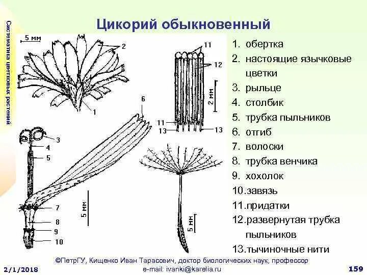 Трубчатый тип цветка. Цикорий диаграмма цветка. Строение цветка цикория. Цикорий обыкновенный строение цветка. Цикорий строение растения.