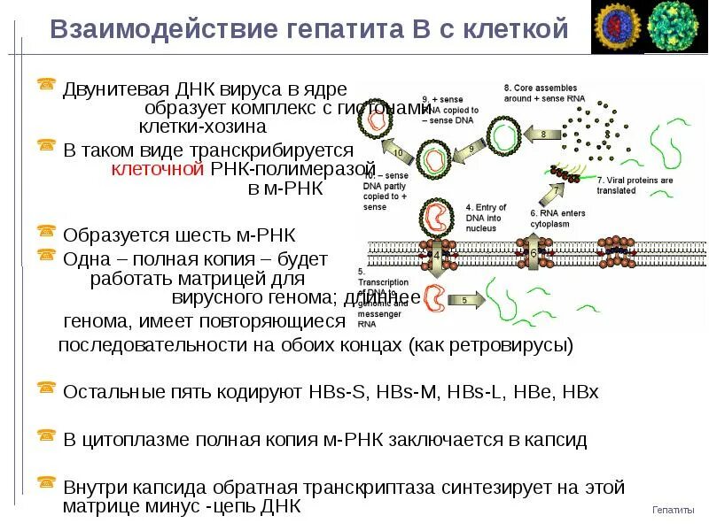Вирус гепатита б ДНК. Вирус гепатита ДНК или РНК. Репликация гепатита в. Взаимодействие вируса с клеткой. Анализ рнк вируса гепатита