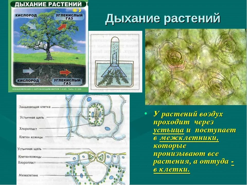 Где происходит дыхание растений 6 класс. Клеточное дыхание у растений таблица. Дыхание растений. Процесс дыхания растений. Биология дыхание растений.