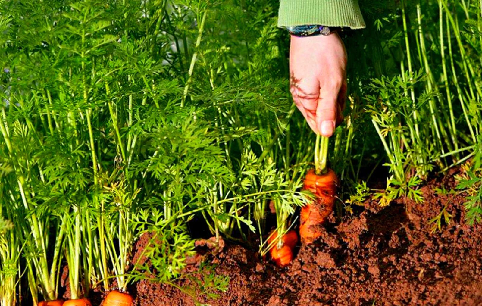 Какую почву любит морковь. Морковь на грядке. Морковь в огороде. Морковная грядка. Морковь растет.