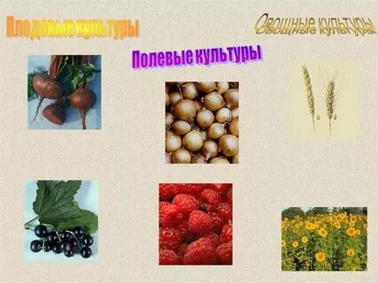 Плодовых культур институты