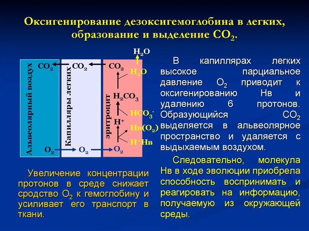 Дезоксигемоглобин. Оксигенирование это. Кинетика оксигенирования гемоглобина. Механизм оксигенирования гемоглобина.