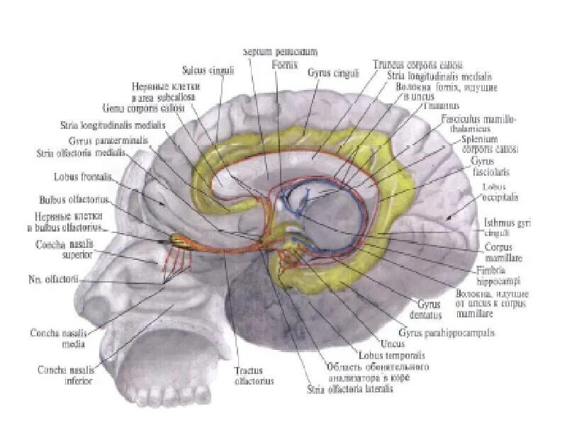 Тракт обонятельного нерва. Обонятельный тракт анатомия. Обонятельный нерв анатомия. Обонятельный нерв анатомия схема.