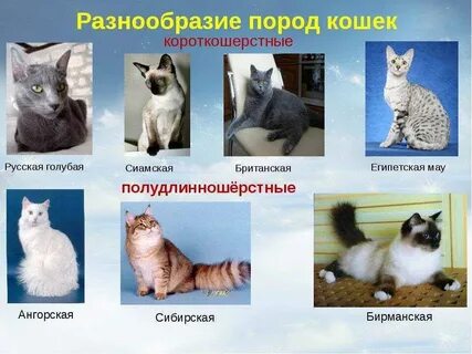 Кошки и их породы