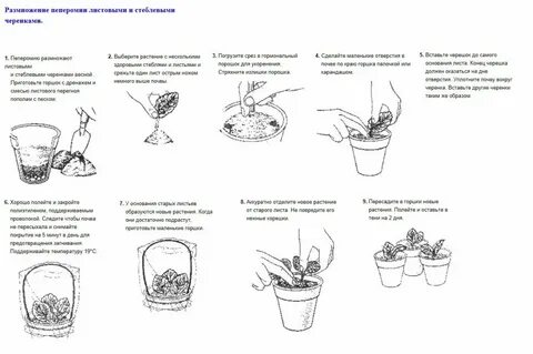 Пеперомия размножение черенками