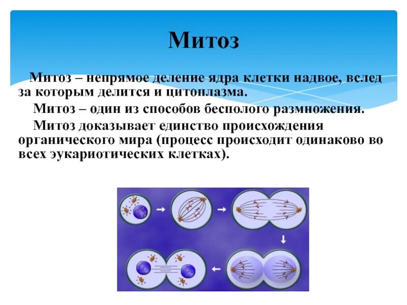 Деление клеток вызывают. Типы деления клеток митоз. Митоз 9 класс биология. Деление клетки митоз биология 10 класс. Митоз это в биологии кратко.