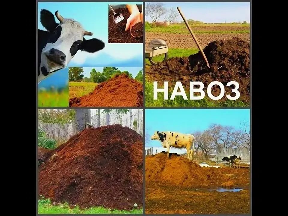 Как называется песня дунул вроде не навоз. Навоз юмор. конский навоз юмор. навоз прикол. реклама навоза.
