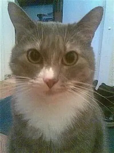 Коту тимофею не меньше десяти лет воздух. Коту тимофею не меньше десяти лет воздух