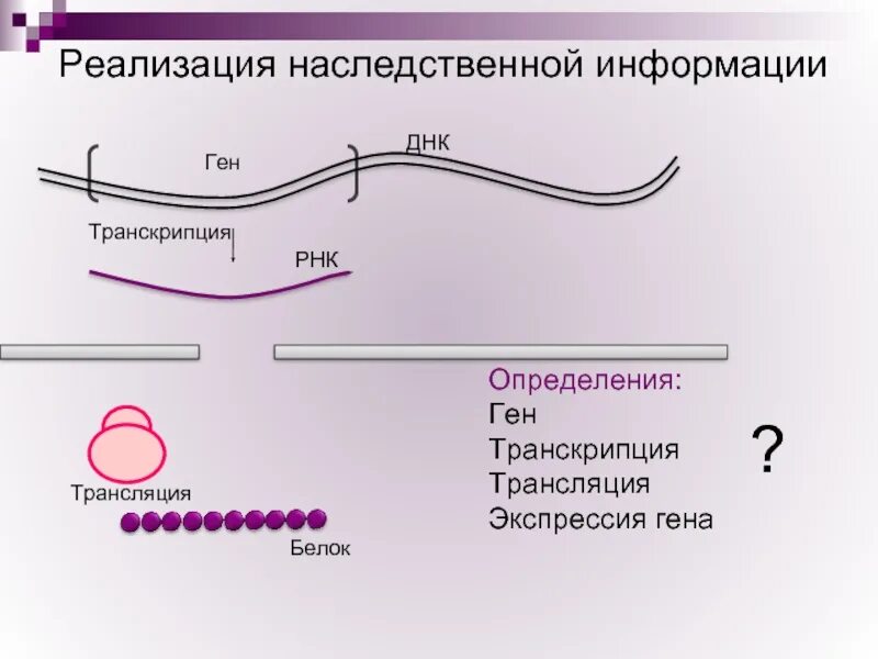 Реализация генетической информации в ходе транскрипции. Реализация наследственной информации. реализация генетической информации.