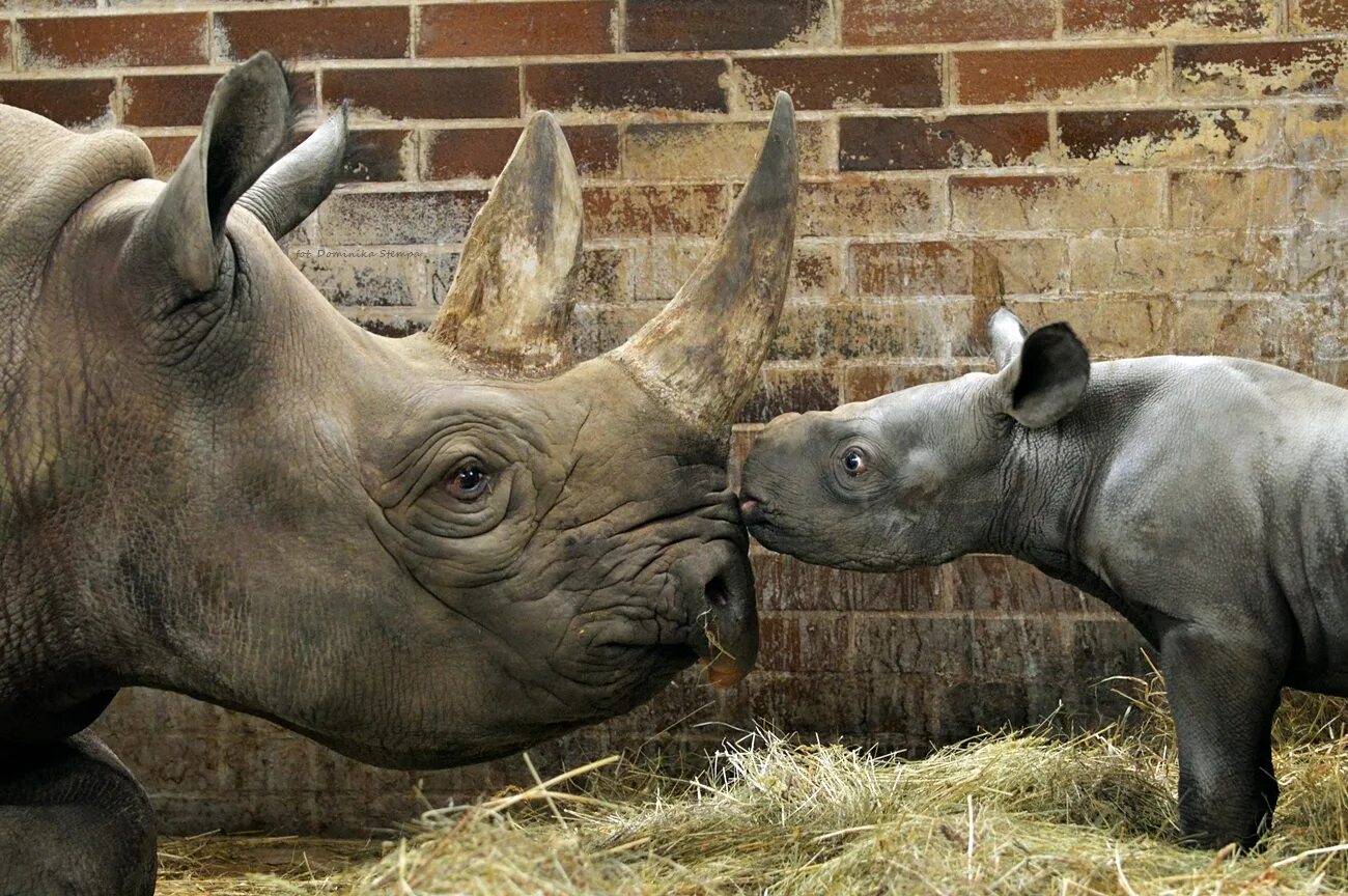 Зоопарк Двур Кралове Чехия. Московский зоопарк носорог. Двурогий носорог. Детеныш носорога. Сколько детенышей носорога родилось в 2001 году