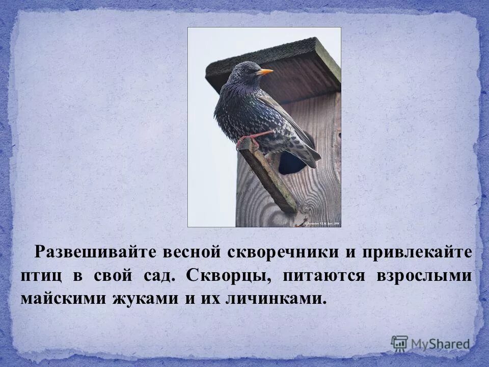 Осмотрите голову птицы обратите внимание. Анекдоты про скворечник. Презентация скворечник. Статья о весне и скворечниках.