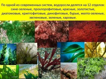 Интересные виды водорослей