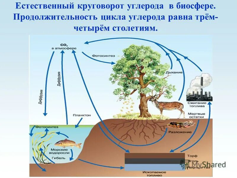 Углекислый газ функции в биосфере. Круговорот углерода в биосфере. Кратко опишите круговорот углерода.. Круговорот углерода в природе. Описать круговорот углерода.