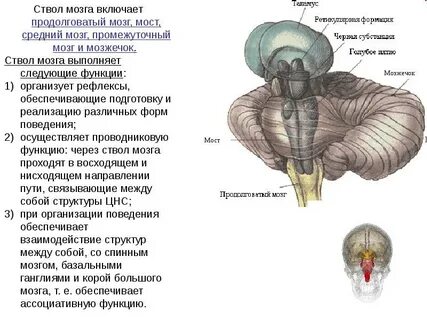 Задний мост и мозжечок функции