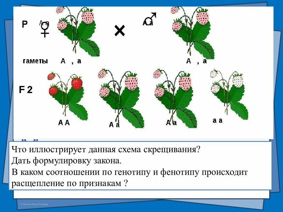 Схема скрещивания. Виды скрещивания схемы. Какие бывают типы скрещивания. Составление простейших схем скрещивания.