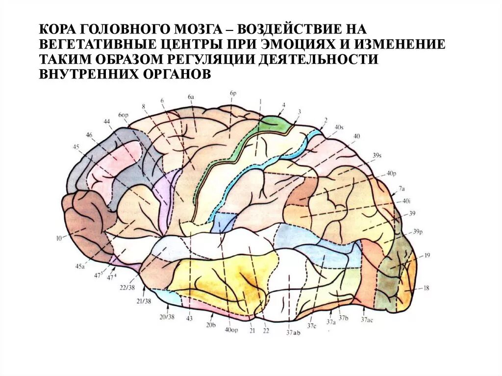 Наличие коры головного мозга