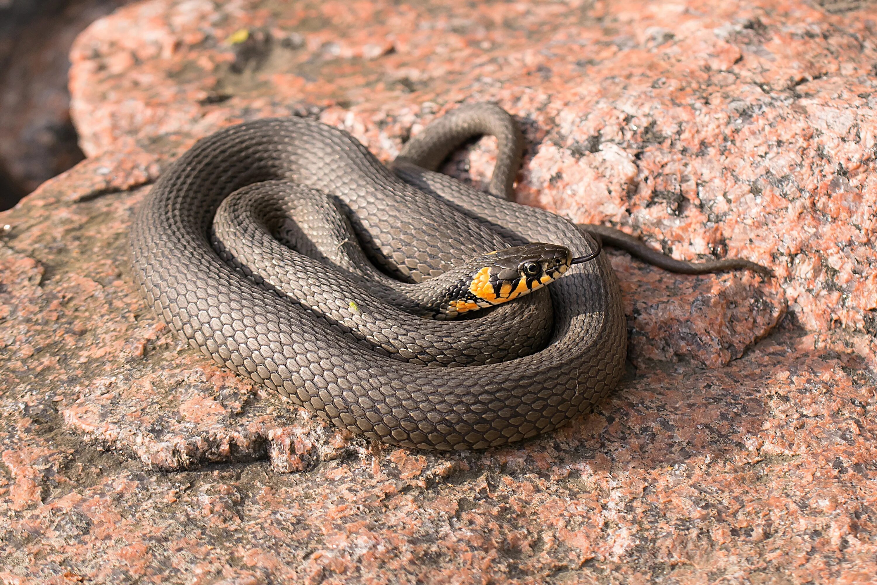 Гремучая змея 2019. Обыкновенный уж Natrix Natrix. Змея уж обыкновенный. Черная Болотная гадюка. Уж обыкновенный - змея неядовитая.