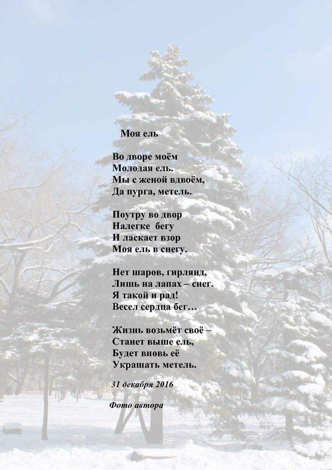 Ель моя ель слова. Доклад про елку. Ель окуджава текст. Ель моя ель слова. Стих про ель для детей.