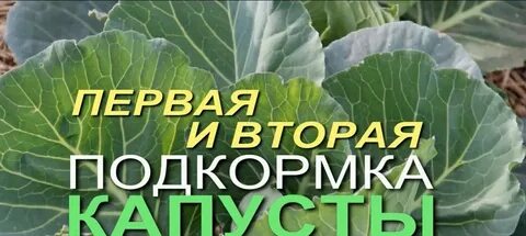 Подкормка капусты для завязывания