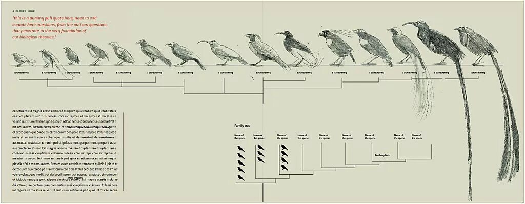 Размеры птиц сравнение. Размеры птиц. Эволюция птиц. Птицы инфографика. Размеры птиц от меньшего к большему.